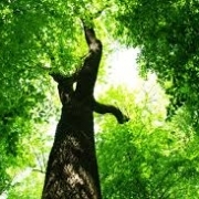 Grüner Baum von unten